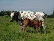 Parthenais Crossbred Calf