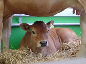 Royal Show 2005