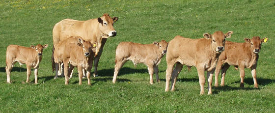 Cow & Calves at Ravendale