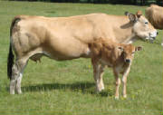 beautyandcalf.jpg