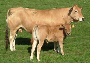 Willowcreek Rhoda and calf