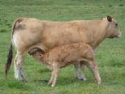 wandaandcalf.jpg