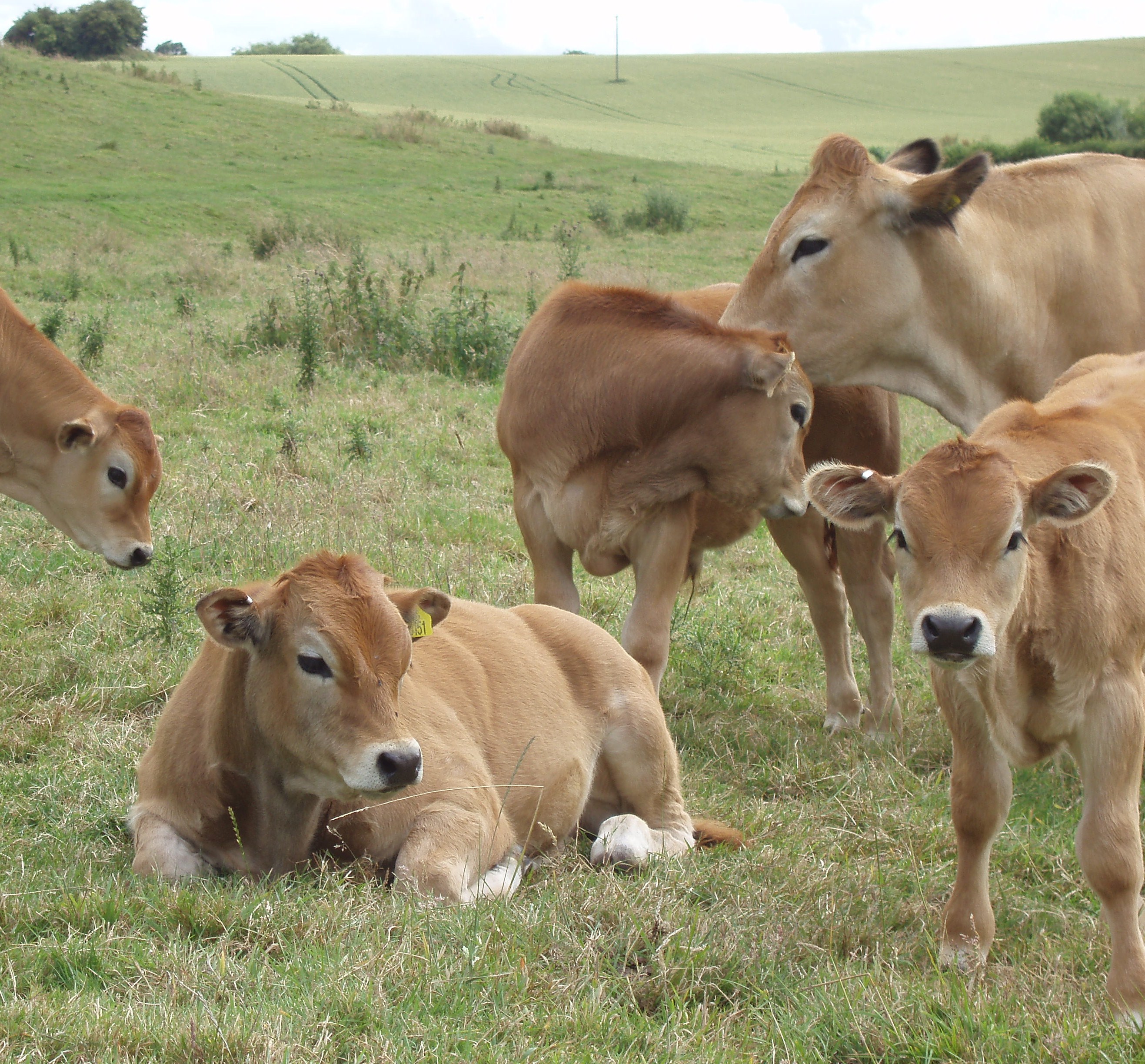 200907cattle20.jpg